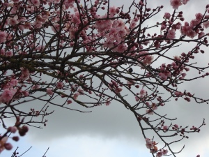 Spring Blossom against a Dark Sky (c) copyright Sherri Matthews 2013