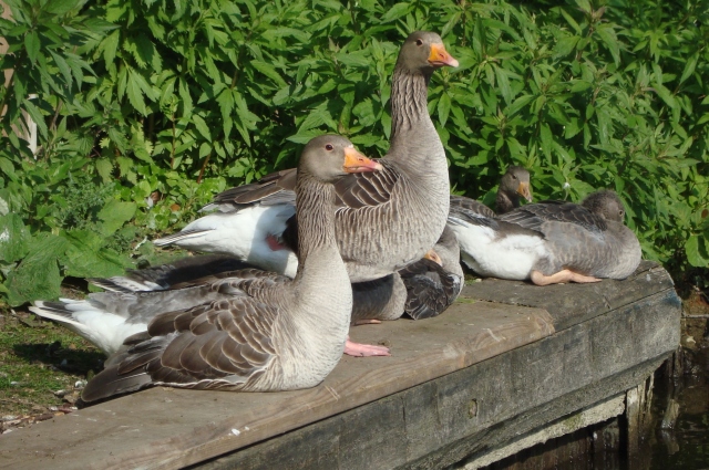 Canadian Geese, Norfolk Broads  (c) Sherri Matthews 2014