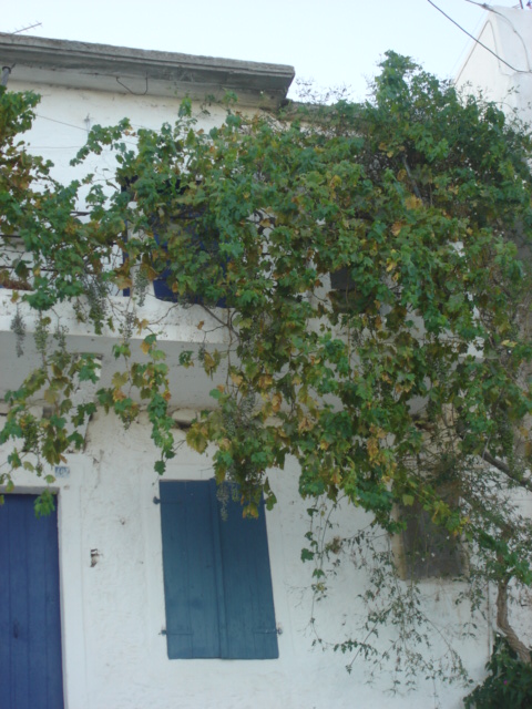 Vine covered windows, Pefki Village, Crete (c) Sherri Matthews 2008