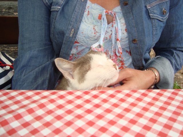 Cat on my lap in Old City Dubrovnik, Croatia (c) Sherri Matthews 2014