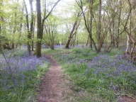 Duncliffe Bluebell Woods May 2014 (1)