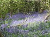Duncliffe Bluebell Woods May 2014 (11)