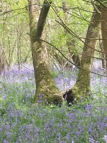 Duncliffe Bluebell Woods May 2014 (14)