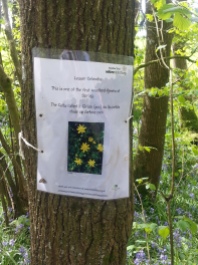 Duncliffe Bluebell Woods May 2014 (15)
