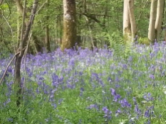 Duncliffe Bluebell Woods May 2014 (27)