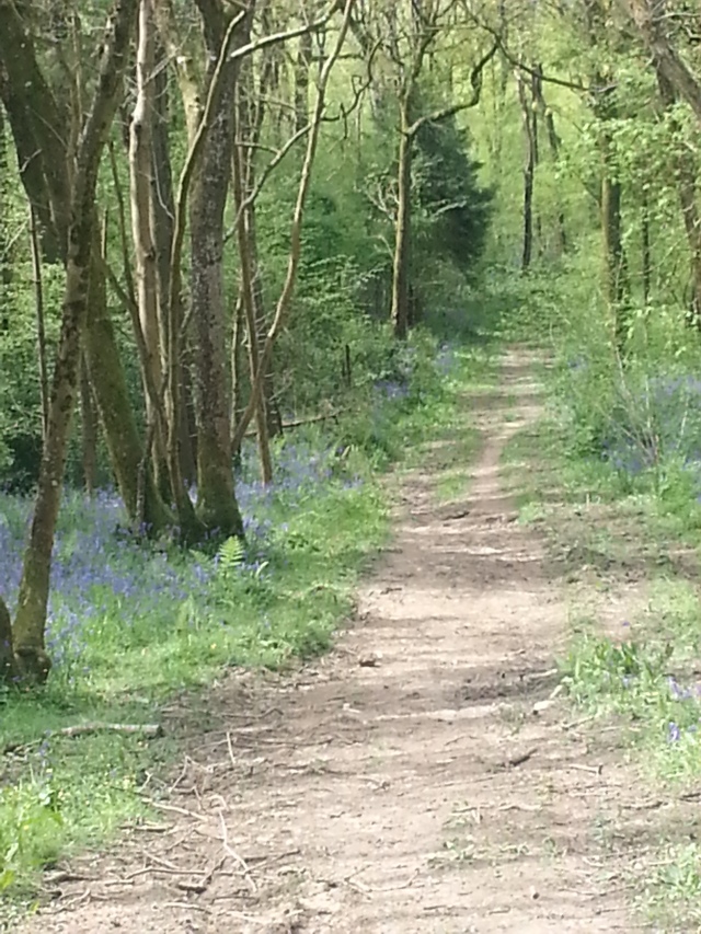 Path to Duncliffe Woods, Dorset (c) Sherri Matthews 2014