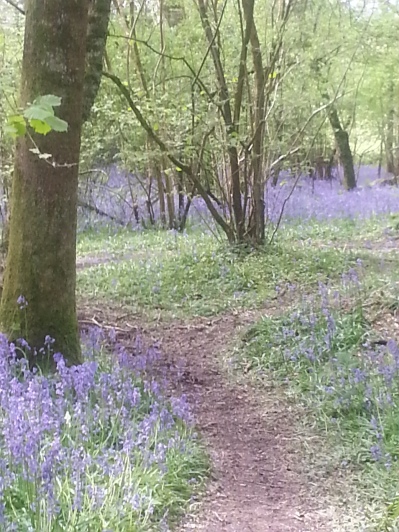 Duncliffe Bluebell Woods May 2014 (31)