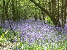 Duncliffe Bluebell Woods May 2014 (8)