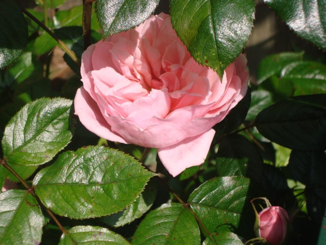 Spring Rose (c) Sherri Matthews 2014