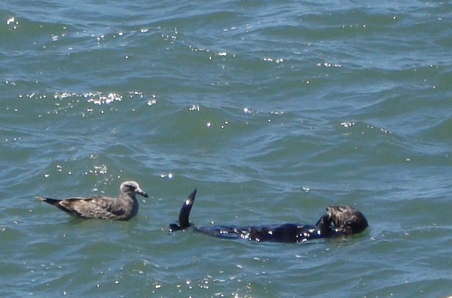  Keepin' it cool man! Californian Sea Otter, Morro Bay CA (c) Sherri Matthews 2014
