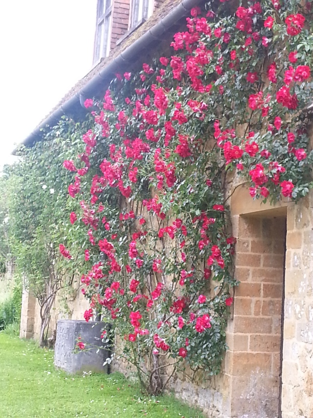 Gorgeous roses in ful bloom growing up the old stable (c) Sherri Matthews 2014
