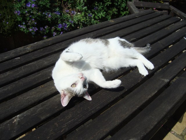 Maisy loves to sunbathe, the more sun on her furry tummy, the better (c) Sherri Matthews 2014
