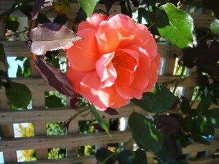 Rose in my garden (c) Sherri Matthews 2014