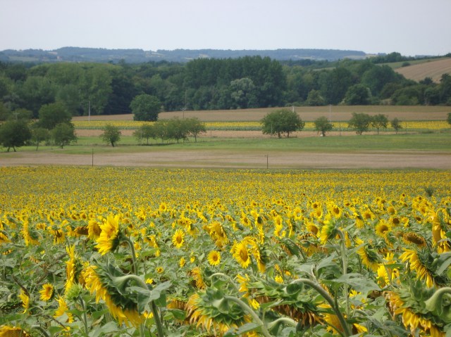 Sunflower fields - France (c) Sherri Matthews 2014
