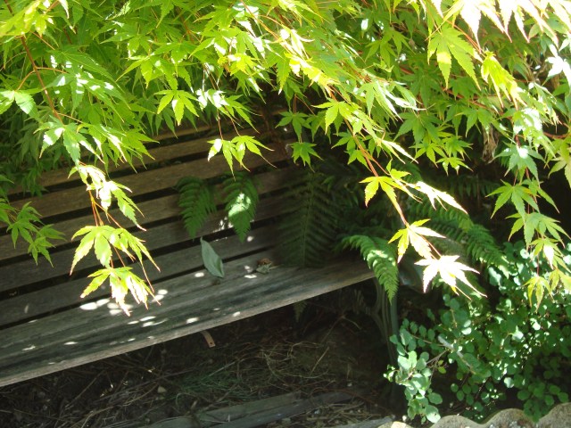 Worn bench beneath the cool canopy of the Acer Tree (c) Sherri Matthews 2014