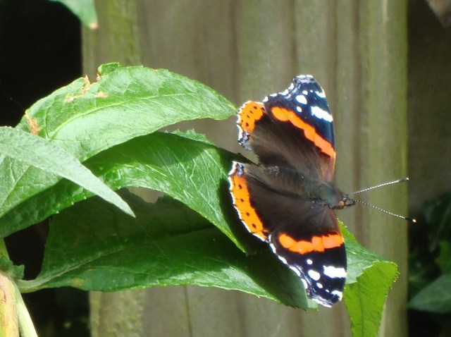 Butterfly in Somerset (c) Sherri Matthews 2014