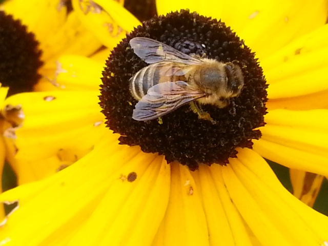 This busy bee keeps working no matter what... (c) Sherri Matthews 2014