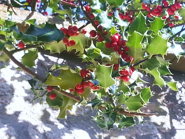 Holly growing along the wall.  A sign that winter is on its way? (c) Sherri Matthews 2014