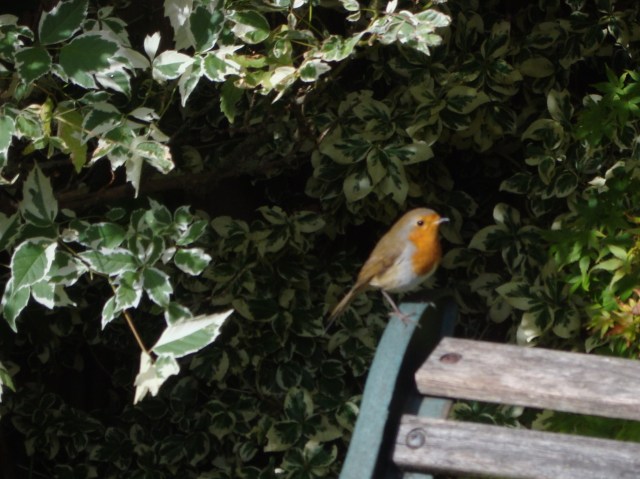 Robin in Garden Oct 2012 (8)