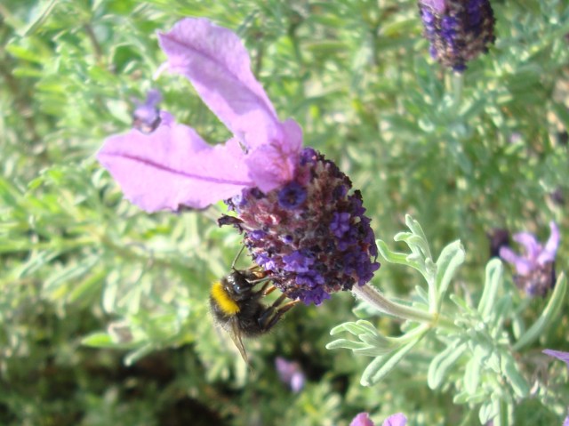 Bee & Lavendar, Summer Time in Somerset (c) Sherri Matthews