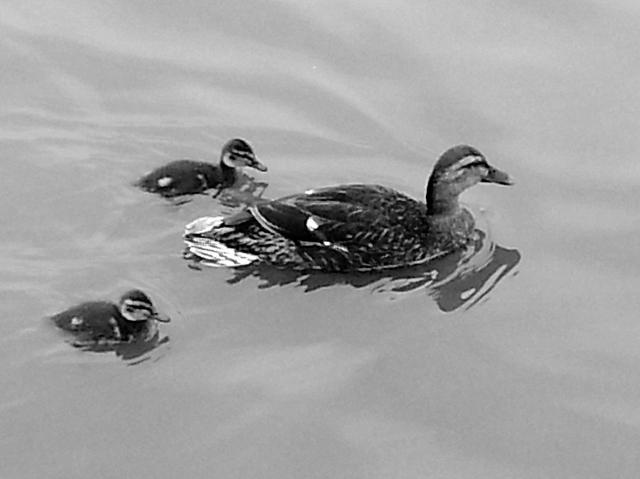 Mother Duck & Ducklings, Norfolk Broads (c) Sherri Matthews 2015