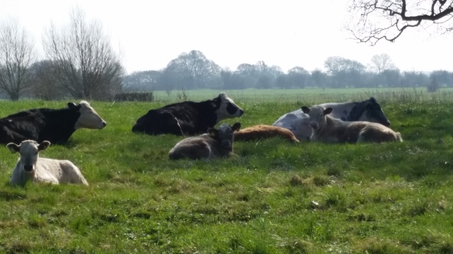 So warm, that even the cows in the field are having a lie down. Langport, Somerset, April 2015 (c) Sherri Matthews