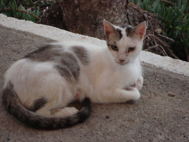 Mummy Feral, ever watchful of her kitties. Mochlos, Crete. (c) Sherri Matthews 2015