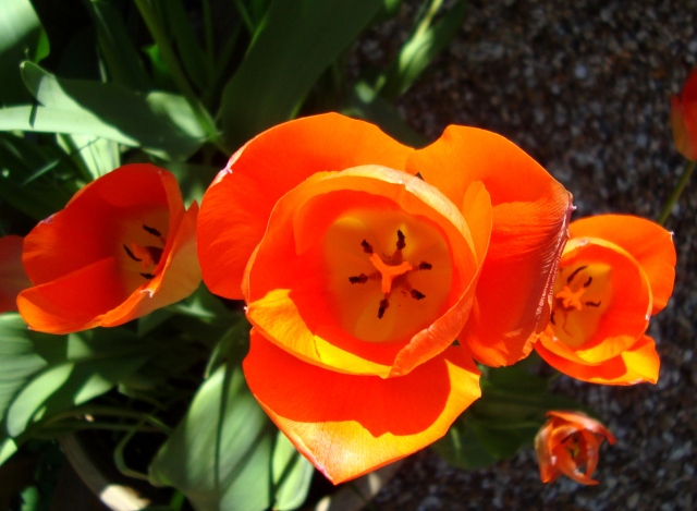 Tulips in April 2015 (11) Boost