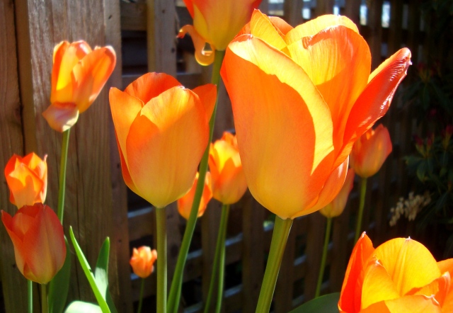 Tulips in April 2015 (8) Boost