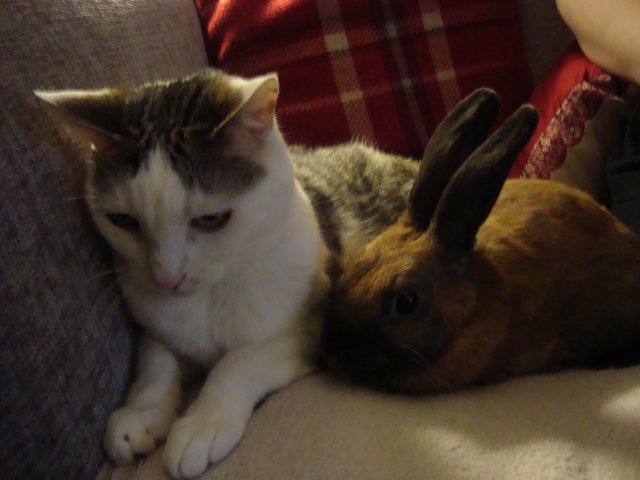 Maisy and Bunny...I just wants to be friends! (c) Sherri Matthews 2015