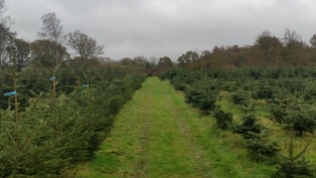 Christmas Tree Farm Nov 2015 (10)