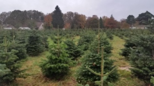 Christmas Tree Farm Nov 2015 (2)