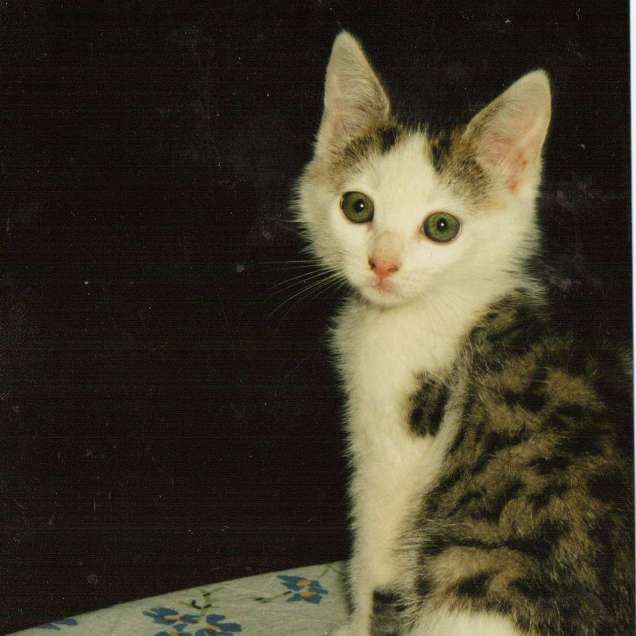 Kitten Maisy